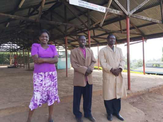 浅煎り ケニア カンゴチョ AA ウォッシュト コーヒー豆