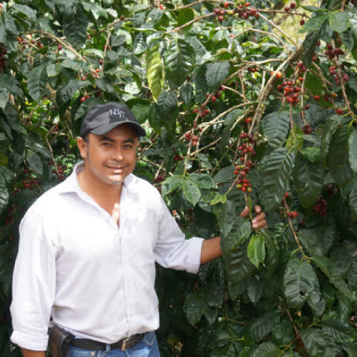 深煎り ニカラグア オホ・デ・アグア マラカトゥーラ ウォッシュト コーヒー豆