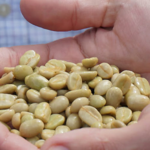 深煎り ニカラグア オホ・デ・アグア マラカトゥーラ ウォッシュト コーヒー豆