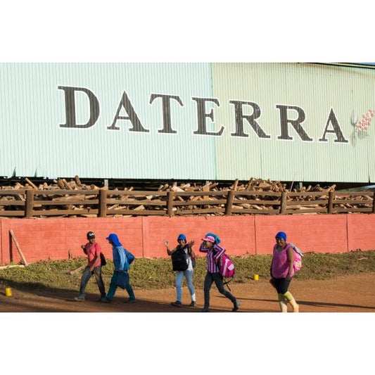 深煎り ブラジル ダテーラ ブルジ コーヒー豆