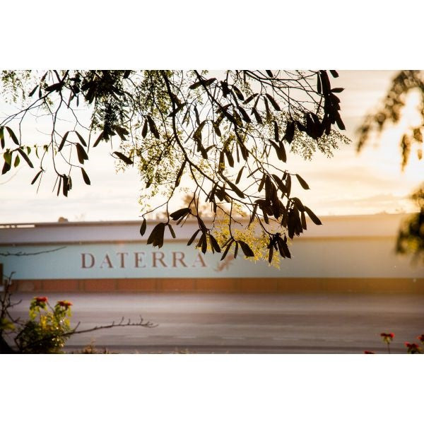 深煎り ブラジル ダテーラ ブルジ コーヒー豆