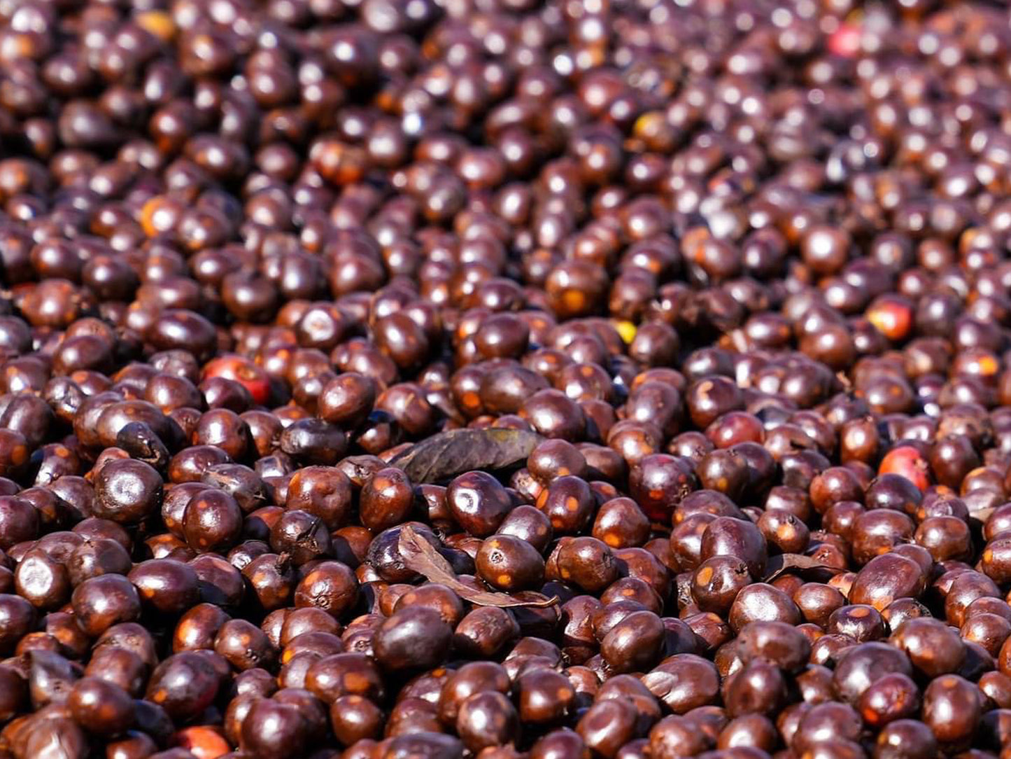 【SPECIAL】浅煎り エチオピアセット(タミルセット)