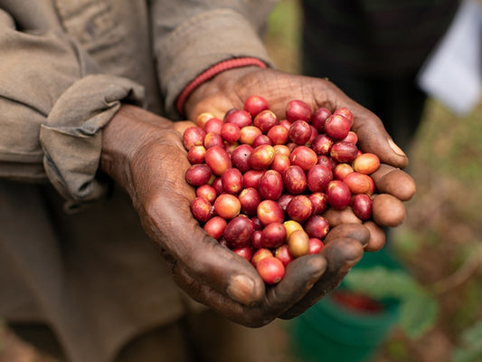 中浅煎り ブルンジ ニエンイ ウォッシュト コーヒー豆