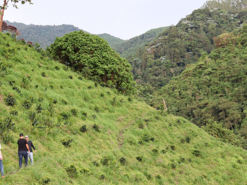 浅煎り コロンビア ルスヘレナ・サラザール ピーチインフューズドウォッシュ コーヒー豆