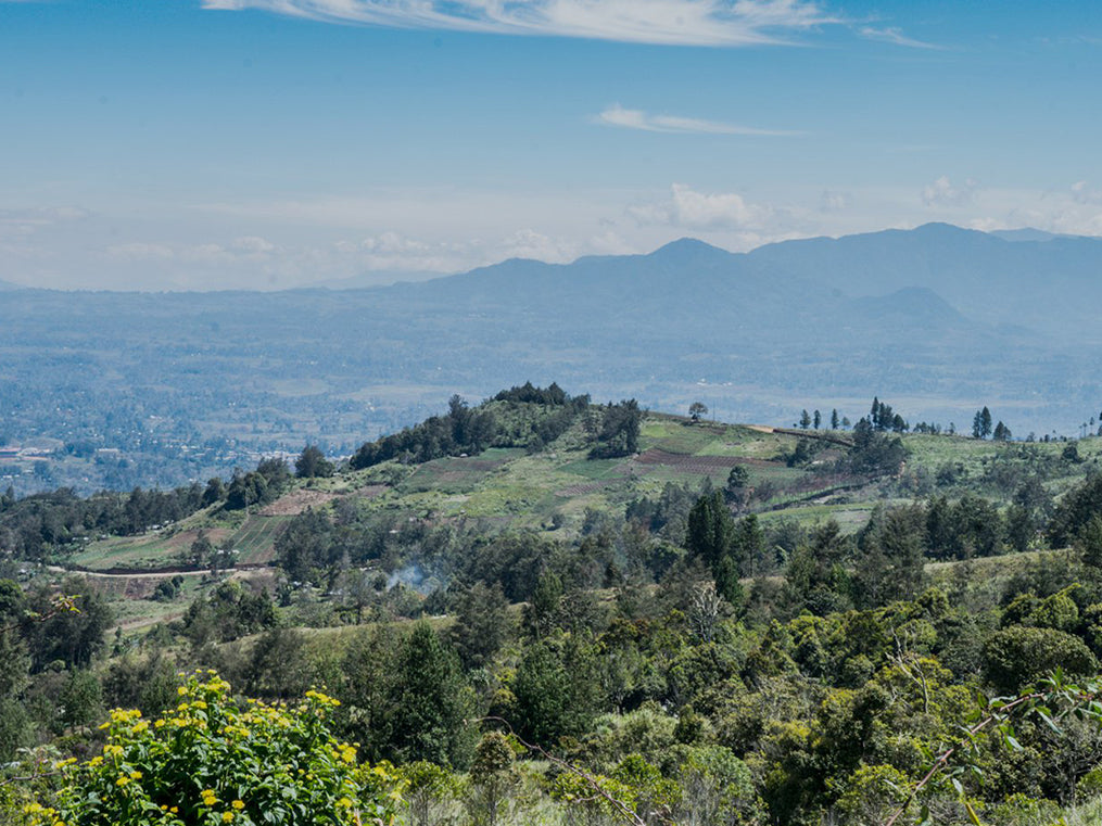 深煎り グアテマラ サンアグスティン ピューマ ウォッシュトコーヒー豆