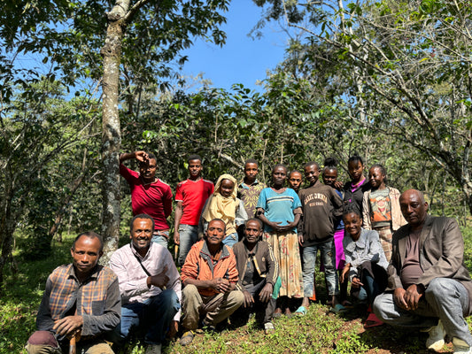 浅煎り エチオピア イルガチェフェ ハルスケ ナチュラル コーヒー豆