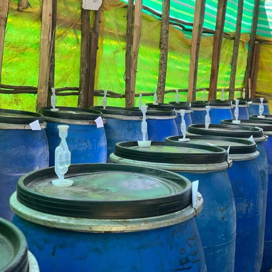 浅煎り エチオピア タミル タデッセ テセマ ダブルチェリーアナエロビック WAVY LOT コーヒー豆