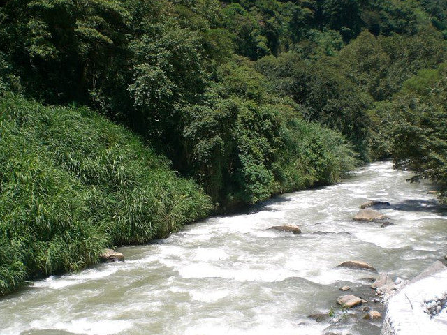 中煎り デカフェ メキシコ チアパス マウンテンウォータープロセス コーヒー豆