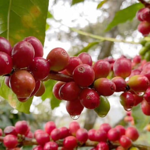 深煎り ニカラグア オホ・デ・アグア マラカトゥーラ ウォッシュト コーヒー豆