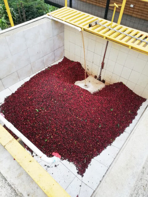 中深煎り コスタリカ エルマノス・バルソ バラブランカ ホワイトハニー コーヒー豆