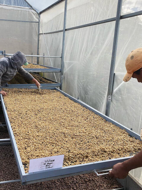 中深煎り コスタリカ エルマノス・バルソ バラブランカ ホワイトハニー コーヒー豆