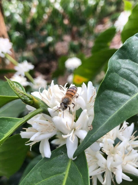 中深煎り コスタリカ エルマノス・バルソ バラブランカ ホワイトハニー コーヒー豆