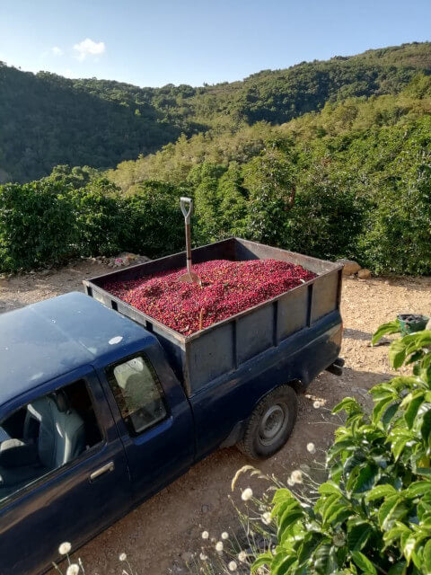 中深煎り コスタリカ エルマノス・バルソ バラブランカ ホワイトハニー コーヒー豆