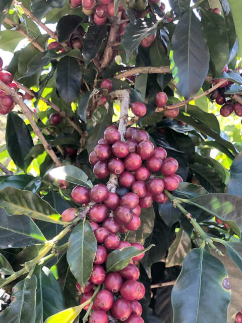 中深煎り コスタリカ エルマノス・バルソ バラブランカ ホワイトハニー コーヒー豆