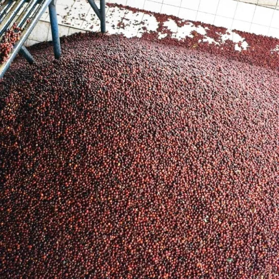 中深煎り グアテマラ ラス・ヌベス農園 レッドブルボン ウォッシュド コーヒー豆