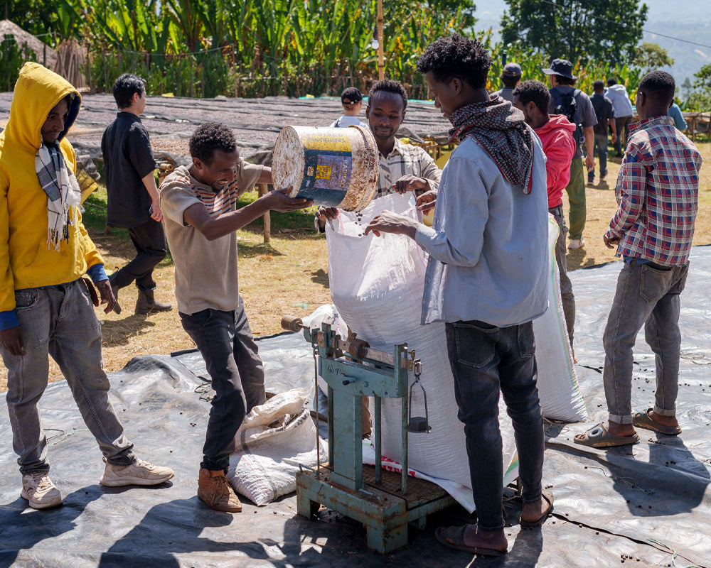 浅煎り エチオピア ニグセ ゲメダ アゲナ ウォッシュト コーヒー豆