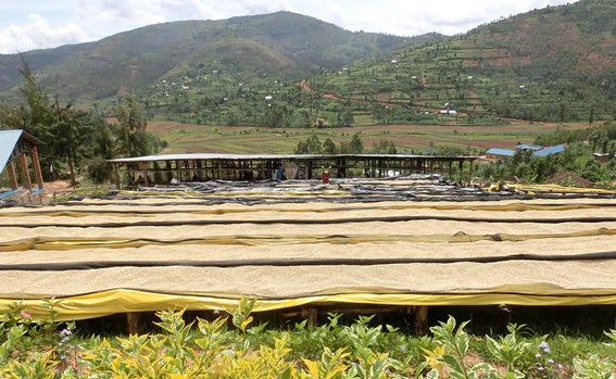 浅煎り ルワンダ ニャルシザ Lot.1 ウォッシュトコーヒー豆