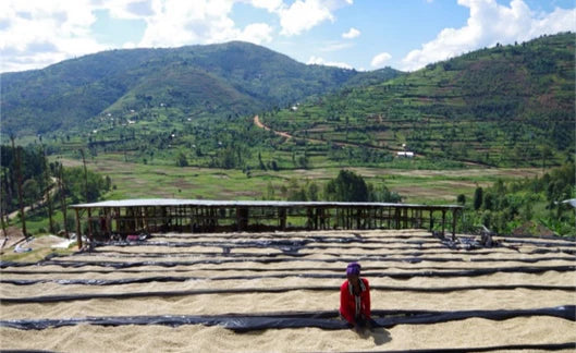 浅煎り ルワンダ ニャルシザ Lot.1 ウォッシュトコーヒー豆