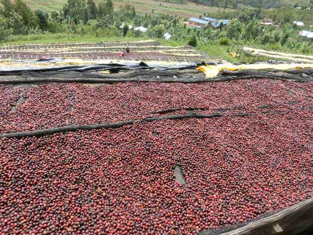 浅煎り ルワンダ ニャルシザ Lot.1 ウォッシュトコーヒー豆