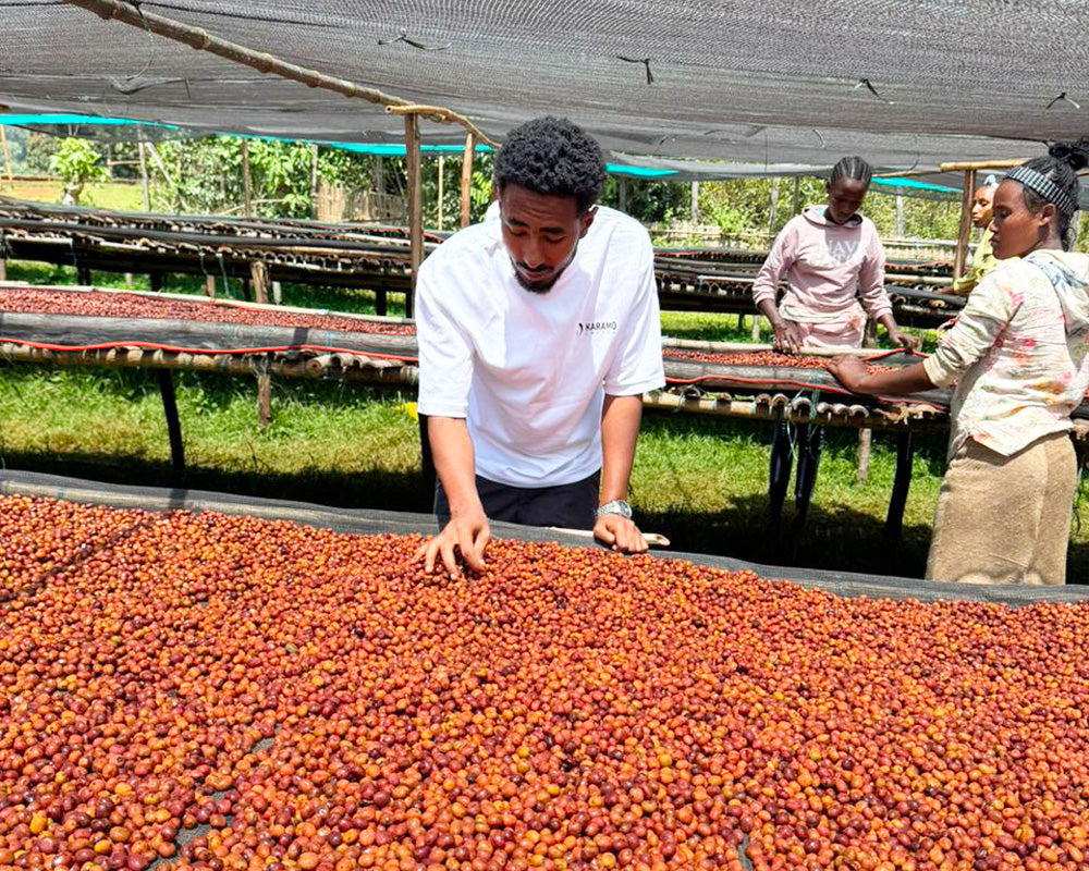 浅煎り エチオピア ニグセ ゲメダ アゲナ ウォッシュト コーヒー豆