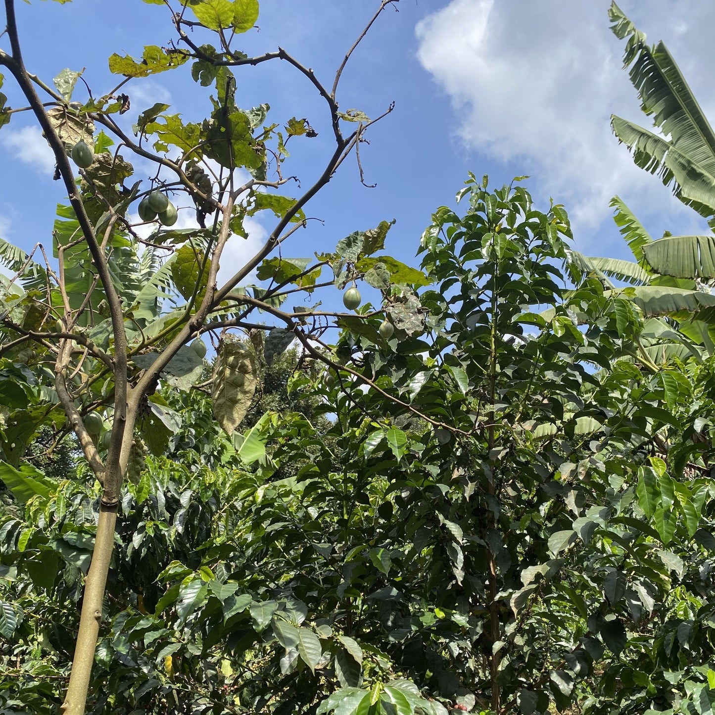 浅煎り ケニア グアマ AA ウォッシュト コーヒー豆