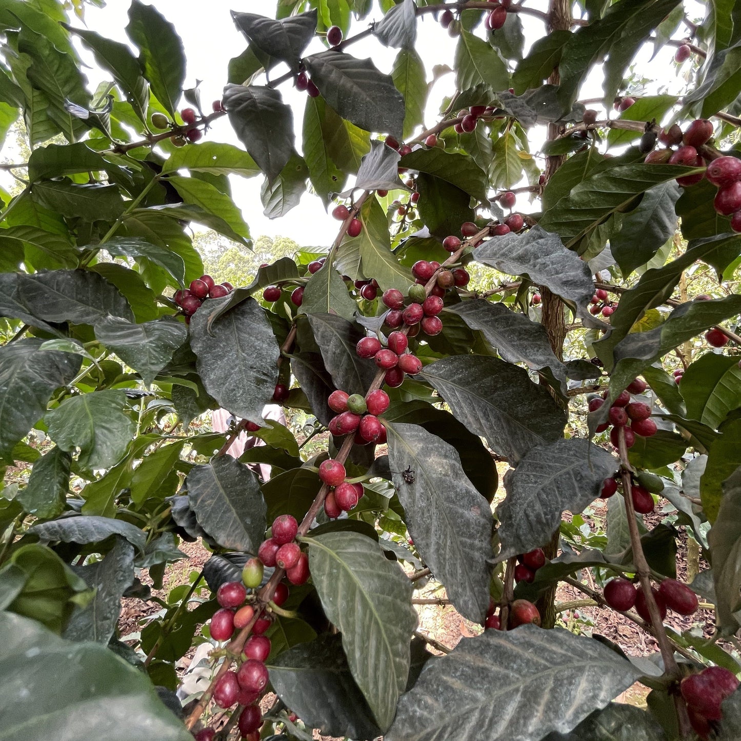 浅煎り ケニア グアマ AA ウォッシュト コーヒー豆