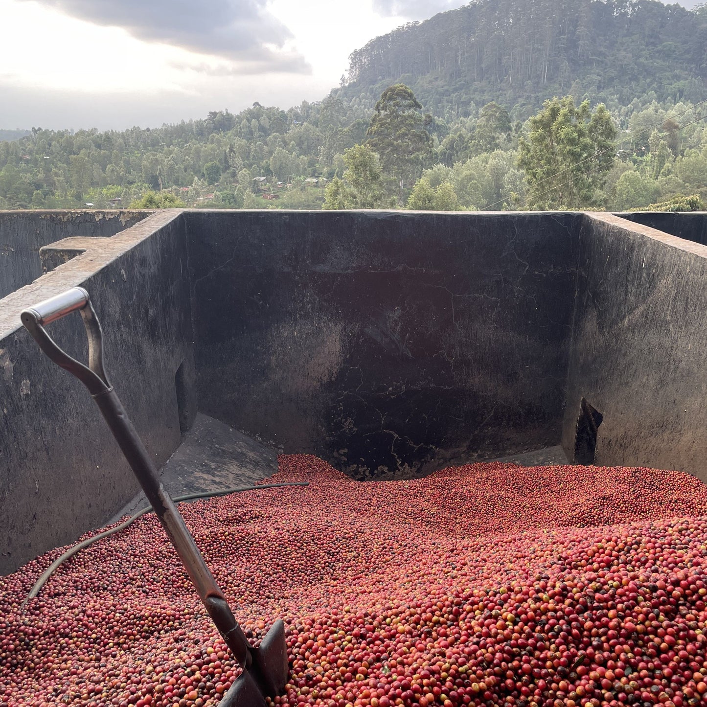 浅煎り ケニア グアマ AA ウォッシュト コーヒー豆
