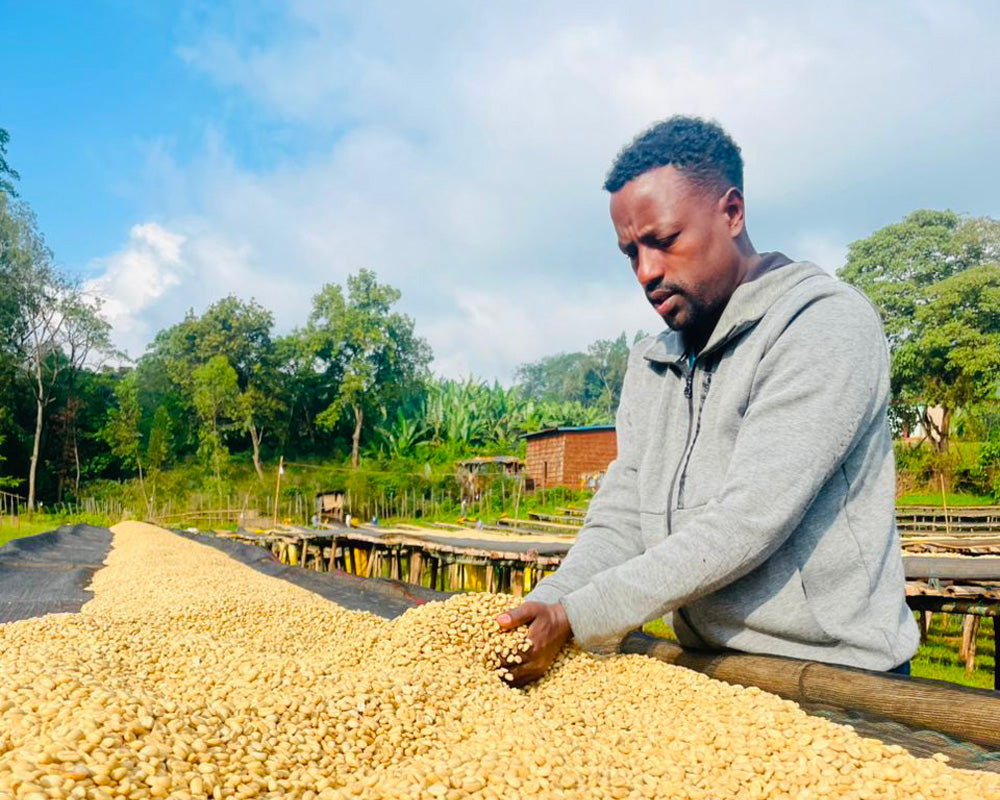 浅煎り エチオピア ニグセ ゲメダ アゲナ ウォッシュト コーヒー豆