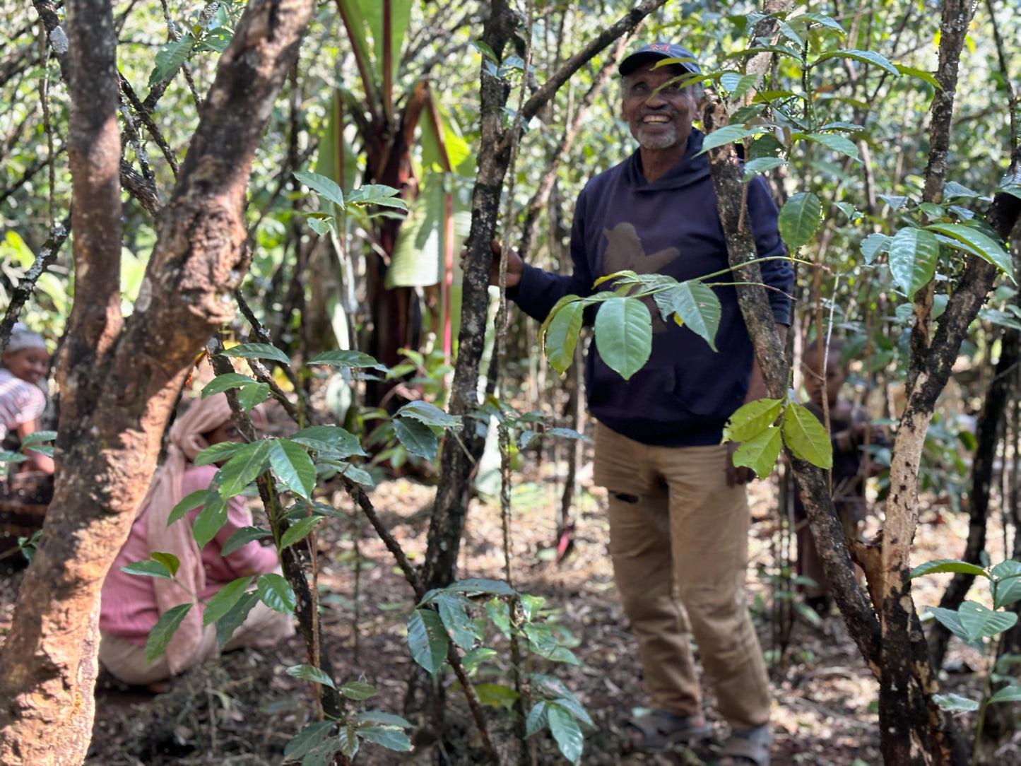 浅煎り エチオピア イルガチェフェ ハルスケ ナチュラル コーヒー豆