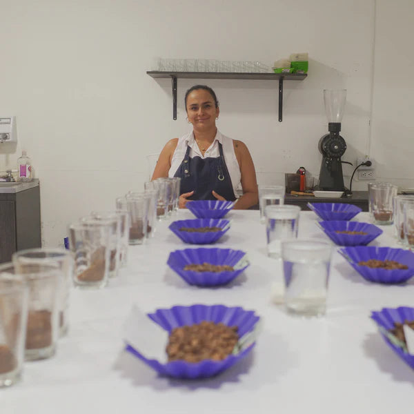 浅煎り コロンビア ファンカルロス ゲイシャウォッシュト コーヒー豆