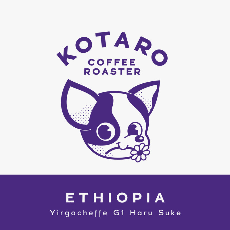 浅煎り エチオピア イルガチェフェ ハルスケ ナチュラル コーヒー豆