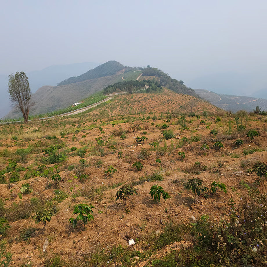 中浅煎り 中国 雲南 かもめの天空農園 ナチュラル ダブルファーメンテーション コーヒー豆