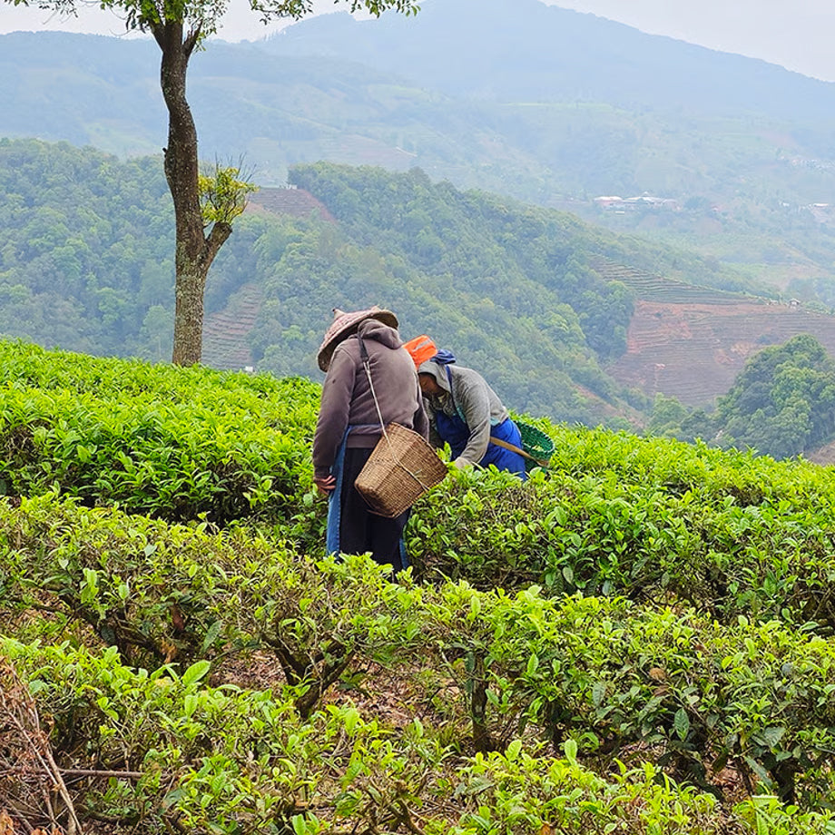 中浅煎り 中国 雲南 かもめの天空農園 ナチュラル ダブルファーメンテーション コーヒー豆