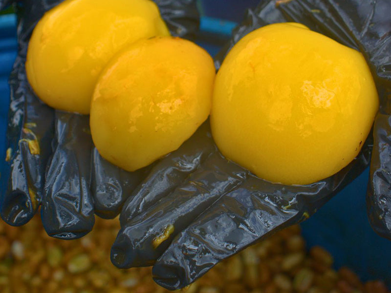 浅煎り コロンビア ルスヘレナ・サラザール ピーチインフューズドウォッシュ コーヒー豆