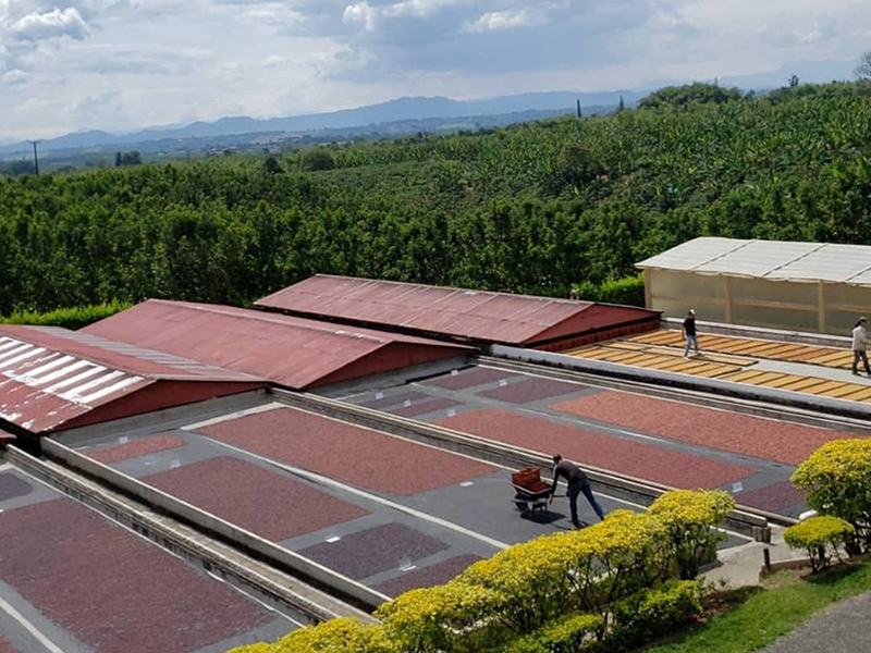 浅煎り コロンビア ルスヘレナ・サラザール ピーチインフューズドウォッシュ コーヒー豆