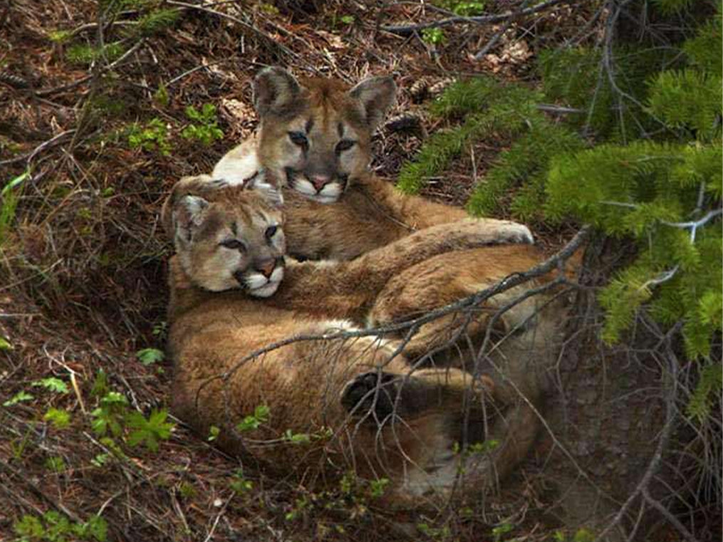 深煎り グアテマラ  サンアグスティン ピューマ ウォッシュトコーヒー豆