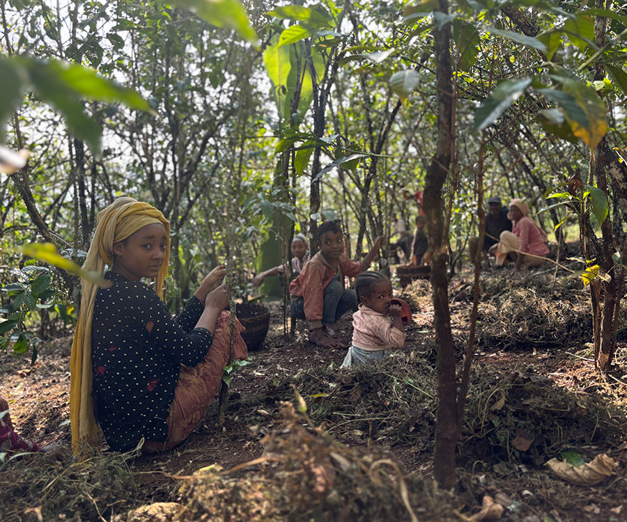 浅煎り エチオピア イルガチェフェ ハルスケ ナチュラル コーヒー豆