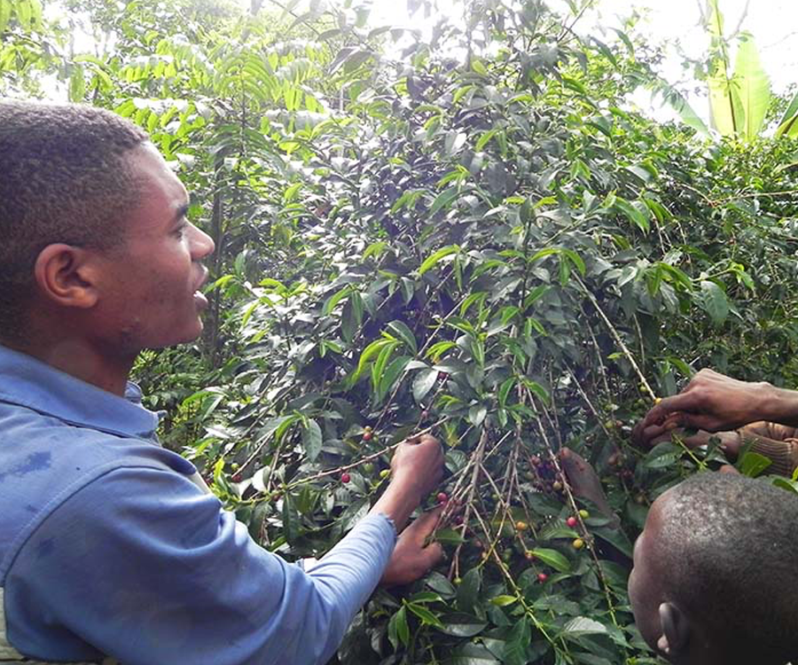 浅煎り エチオピア イルガチェフェ ハルスケ ナチュラル コーヒー豆