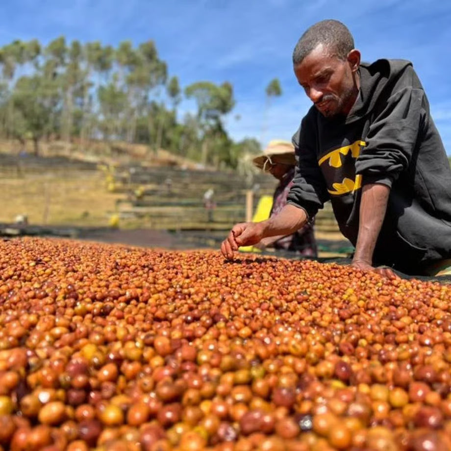 浅煎り エチオピア タミル タデッセ テセマ ダブルチェリーアナエロビック WAVY LOT コーヒー豆