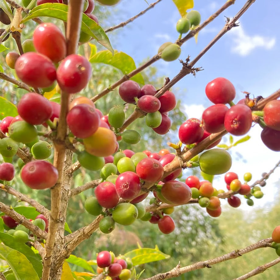 浅煎り エチオピア タミル タデッセ テセマ ダブルチェリーアナエロビック WAVY LOT コーヒー豆